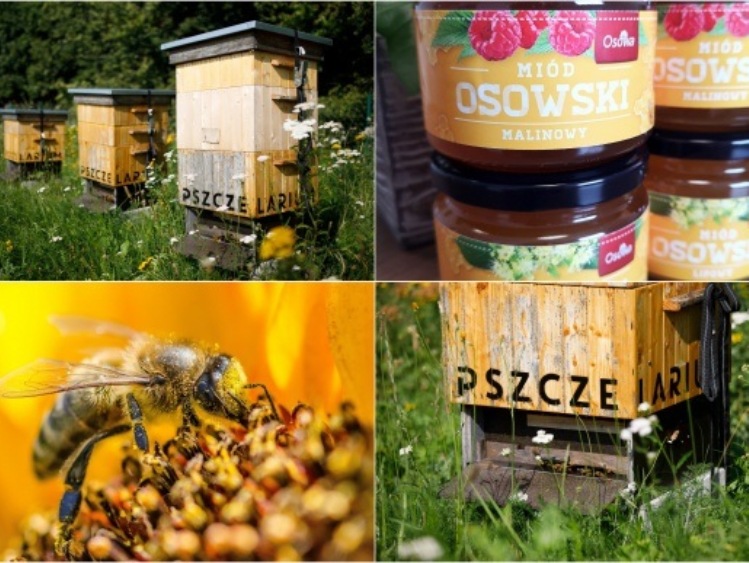 Dzień Pszczół - Miejskie pasieki w CH Osowa na pomoc pszczołom